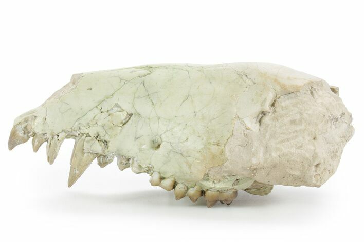 Partial Fossil Early Pig (Perchoerus) Skull - South Dakota #355489